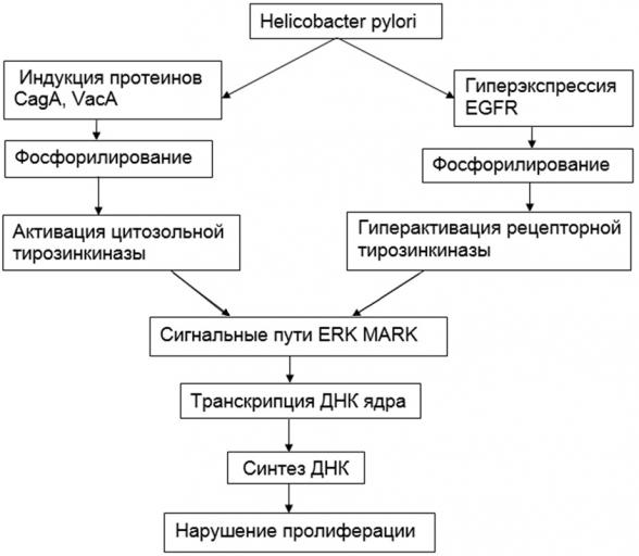 Cхема онкогенеза Helicobacter pylori